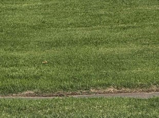 Gene H.'s Lawn Mowing service result