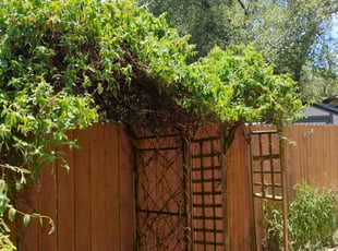 Bush Trimming by Annette Amador for Debra C. in Cedar Park, TX