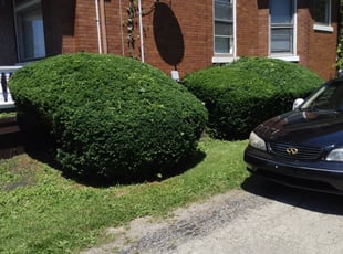 Bush Trimming by Ras Tosh Tafari for Leroy C. in Cincinnati, OH