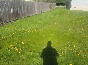 Vernessa C.'s Yard Cutting service result