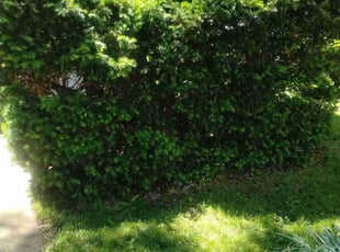 Bush Trimming by Nelson Burkhardt for Tom K. in Bay Village, OH