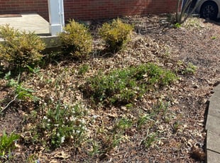Leaf Removal by Alex Armstrong for Hannah M. in Lexington, KY