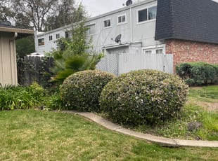Bush Trimming by Diego Mojica for Josh P. in Sacramento, CA