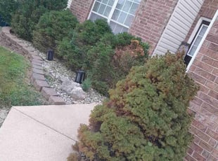 Bush Trimming by Alec Lowe for Tracey W. in Florissant, MO
