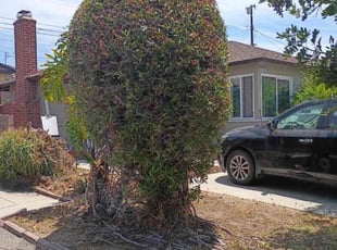 Bush Trimming by Fernando Gomez Rodriguez for Warres C. in Hawthorne, CA