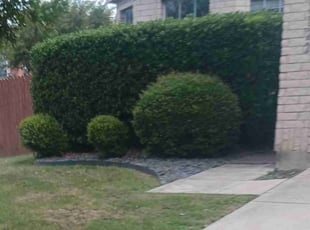 Bush Trimming by Rene Hernandez for Arlindo G. in San Antonio, TX