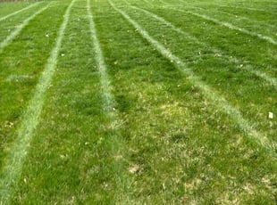 Ashley A.'s Lawn Service service result