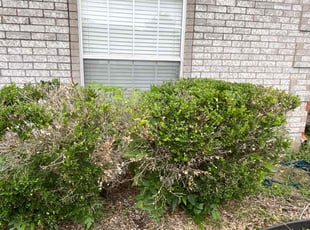 Bush Trimming by Francisco Bermudez for Kimberly E. in Arlington, TX