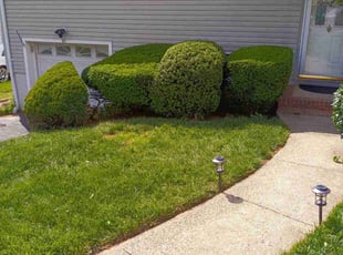 Bush Trimming by Joseph Kazlau for Etie A. in Clifton, NJ