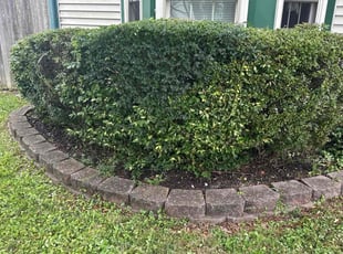 Bush Trimming by Steven Moreira for Samantha M. in Virginia Beach, VA