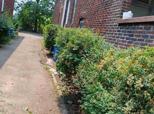 Bush Trimming by Marlon Hardman for Tian X. in Pittsburgh, PA