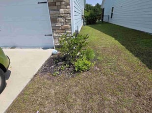 Bush Trimming by Devin Kemp for Calvin B. in Myrtle Beach, SC