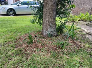 Weeding by Efrain Perez for Halimaa M. in Katy, TX