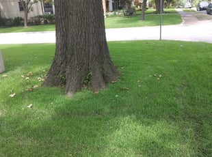 Drayton l.'s Lawn Mowing service result