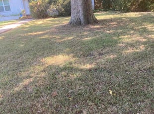 Leaf Removal by Blake Butler for Nicholas G. in Baton Rouge, LA