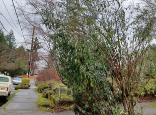 Bush Trimming by Christopher Hodson for KEVIN K. in Portland, OR