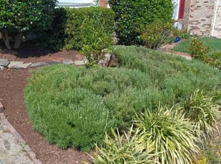 Bush Trimming by Kelly Scarborough for Bl S. in Woodbridge, VA