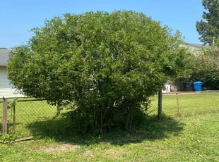 Bush Trimming by Steven Moreira for Justin T. in Virginia Beach, VA