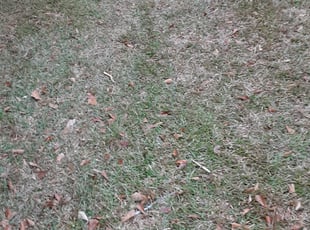 Leaf Removal by Alan Hollis for Michelle A. in Tallahassee, FL
