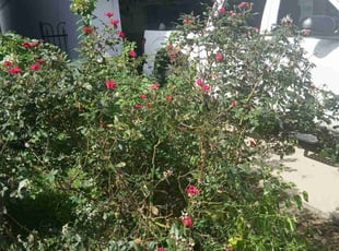Bush Trimming by Christina Zapata for Sushanth A. in Houston, TX