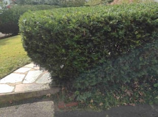 Bush Trimming by Matthew Spinelli for Sheila C. in New Haven, CT