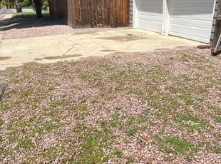 Weeding by Jesse Nunez for Jennifer R. in Denver, CO
