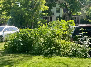 Bush Trimming by Jose Sandoval for Carroll W. in Milwaukee, WI