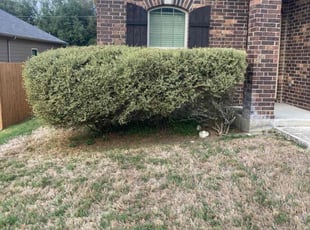 Bush Trimming by Fredrick Miller for John M. in San Antonio, TX