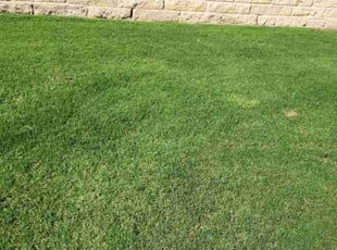Emily L.'s Grass Cutting service result