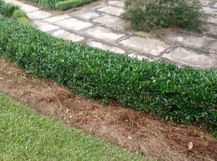 Bush Trimming by Dennis Hollis for Jonathan B. in Tallahassee, FL