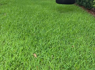 Beatriz P.'s Lawn Mowing service result