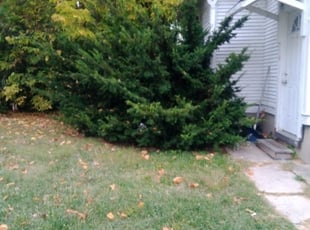 Bush Trimming by Brandon Cureton for Asia D. in Cincinnati, OH