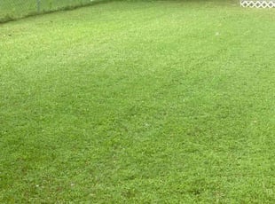 Cece R.'s Lawn Service service result