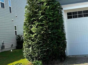 Bush Trimming by Jose Zamora for Unnati O. in Apex, NC