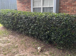 Bush Trimming by Paul Tollefson for Lakiera B. in Tallahassee, FL
