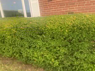 Bush Trimming by Antony Kizer for Nichole B. in Rocky River, OH