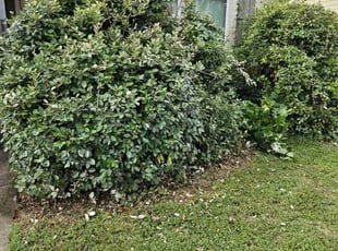 Bush Trimming by Josue Perez Rios for Victoria V. in Pflugerville, TX