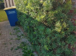 Bush Trimming by Clinton Perry for Shanira R. in Clearwater, FL