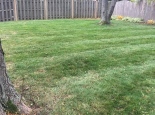 Leaf Removal by Phillip Kukla for Effie H. in Mundelein, IL