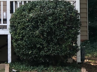 Bush Trimming by Patrick Etienne for Dianne S. in Stone Mountain, GA