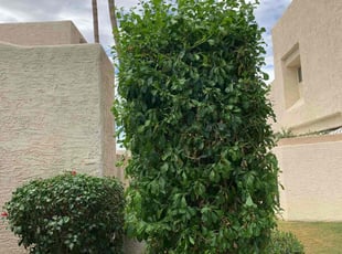 Bush Trimming by Vaughn Wright for Korie T. in Phoenix, AZ