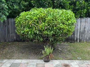 Bush Trimming by Zachary Wolf for Kevin D. in Boca Raton, FL