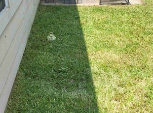 Steve S.'s Grass Cutting service result