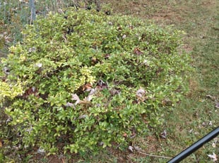 Bush Trimming by Tyrone Wilkins for paul v. in Riverdale Park, MD