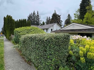 Bush Trimming by Marisa Blair for Anupam S. in Redmond, WA