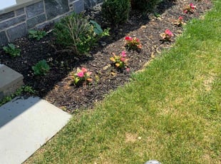 Weeding by Deven Coles for Valerie W. in Havertown, PA