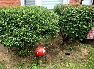 Bush Trimming by Jaden Benn for Cecelia B. in Louisville, KY