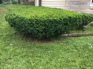 Bush Trimming by Mecca Burris for BJ C. in Indianapolis, IN