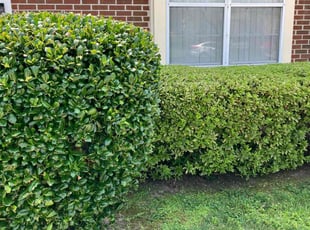 Bush Trimming by Willie Mullins for Anthony C. in Hampton, VA