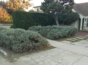 Bush Trimming by Jose Martinez for Bradley B. in Los Angeles, CA